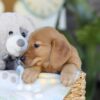 Image of Thane, a Golden Retriever puppy