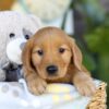 Image of Thane, a Golden Retriever puppy