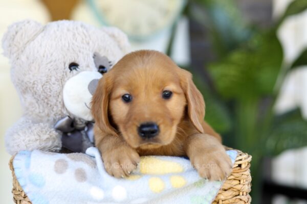 Image of Thane, a Golden Retriever puppy