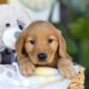Image of Thane, a Golden Retriever puppy