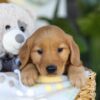 Image of Thane, a Golden Retriever puppy