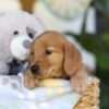 Image of Thane, a Golden Retriever puppy