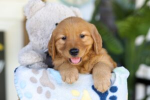 Image of Theo, a Golden Retriever puppy