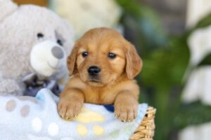 Image of Tina, a Golden Retriever puppy