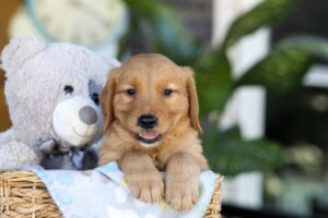 Image of Tommy, a Golden Retriever puppy