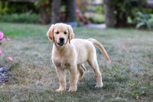 Image of Tracy, a Golden Retriever puppy
