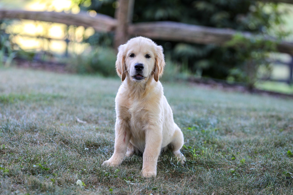 Trevan Image of Trevan, a Golden Retriever puppy