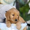 Image of Twinkle, a Golden Retriever puppy