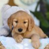 Image of Twinkle, a Golden Retriever puppy