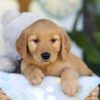 Image of Twinkle, a Golden Retriever puppy