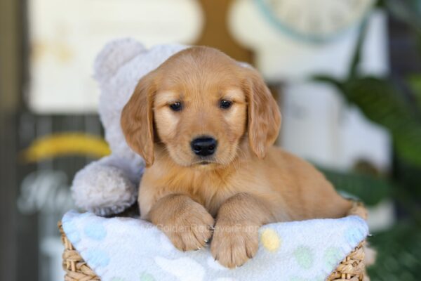 Image of Twinkle, a Golden Retriever puppy