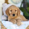 Image of Twinkle, a Golden Retriever puppy