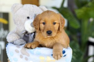 Image of Tyler, a Golden Retriever puppy