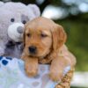 Image of Tyler, a Golden Retriever puppy