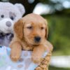 Image of Tyler, a Golden Retriever puppy