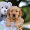 Image of Tyler, a Golden Retriever puppy