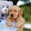 Image of Tyler, a Golden Retriever puppy