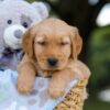 Image of Tyler, a Golden Retriever puppy