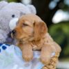 Image of Tyler, a Golden Retriever puppy