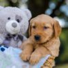 Image of Tyler, a Golden Retriever puppy