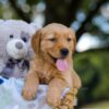 Image of Tyler, a Golden Retriever puppy