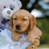 Image of Tyler, a Golden Retriever puppy