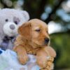 Image of Tyler, a Golden Retriever puppy