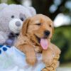 Image of Tyler, a Golden Retriever puppy