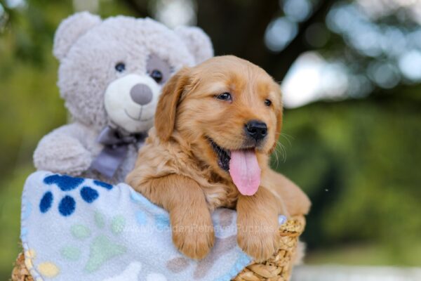 Image of Tyler, a Golden Retriever puppy