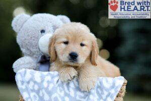 Image of Wanda, a Golden Retriever puppy