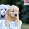 Image of Wendel, a Golden Retriever puppy
