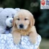 Image of Wendel, a Golden Retriever puppy