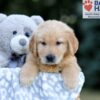 Image of Wendel, a Golden Retriever puppy