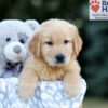 Image of Wendel, a Golden Retriever puppy