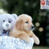 Image of Wendel, a Golden Retriever puppy