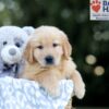 Image of Wendel, a Golden Retriever puppy
