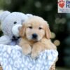 Image of Wendel, a Golden Retriever puppy