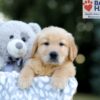 Image of Wendel, a Golden Retriever puppy