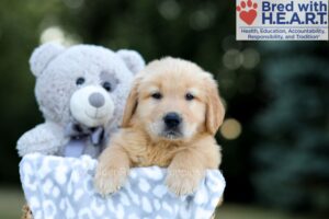 Image of Wendel, a Golden Retriever puppy