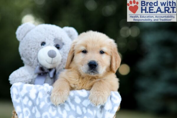 Image of Wendel, a Golden Retriever puppy