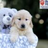 Image of Wendy, a Golden Retriever puppy