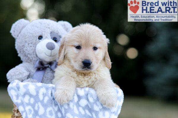 Image of Wendy, a Golden Retriever puppy