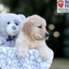 Image of Wendy, a Golden Retriever puppy