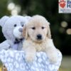 Image of Wendy, a Golden Retriever puppy