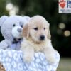 Image of Wendy, a Golden Retriever puppy