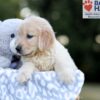 Image of Wendy, a Golden Retriever puppy