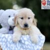 Image of Wendy, a Golden Retriever puppy