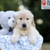 Image of Wendy, a Golden Retriever puppy