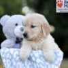 Image of Wendy, a Golden Retriever puppy