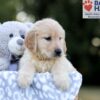 Image of Wendy, a Golden Retriever puppy